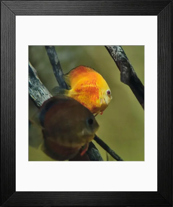 Framed Print : Close-up portrait of brown discus Framed Print : Close-up portrait of brown discus