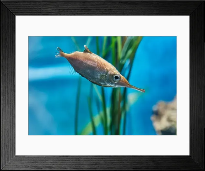 Framed Print : Close-up portrait of Common snipefish (Longspine snipefish) Framed Print : Close-up portrait of Common snipefish (Longspine snipefish)