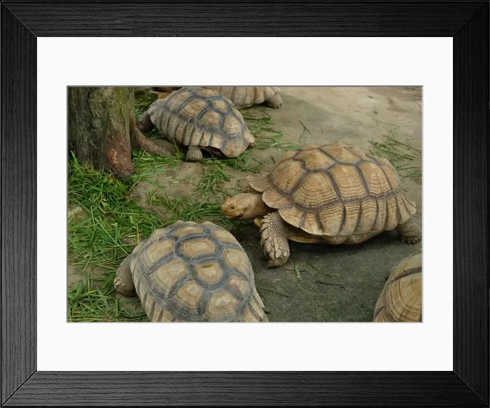 Framed Print : Turtles and daily activities Framed Print : Turtles and daily activities