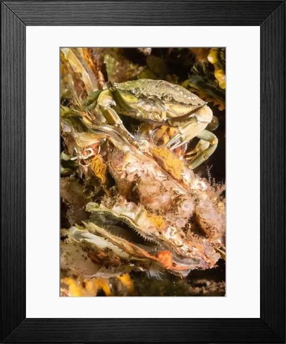 Framed Print : Cold salt water zeeland crab with oyster in Dutch Netherlands sea floor of shells and shellfish Framed Print : Cold salt water zeeland crab with oyster in Dutch Netherlands sea floor of shells and shellfish