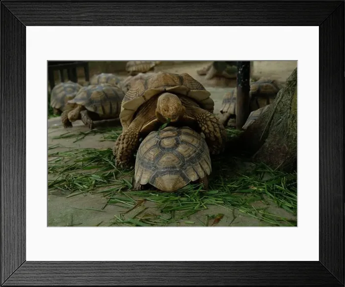 Framed Print : Turtles and daily activities Framed Print : Turtles and daily activities