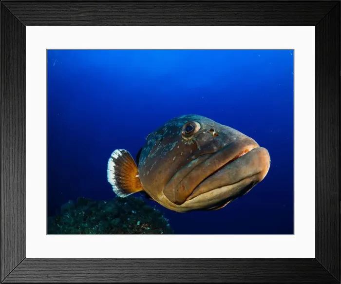Framed Print : Close-up Dusky Grouper Epinephelous marginatus in Mediterranean sea in Medes Islands on blue background looking Framed Print : Close-up Dusky Grouper Epinephelous marginatus in Mediterranean sea in Medes Islands on blue background looking