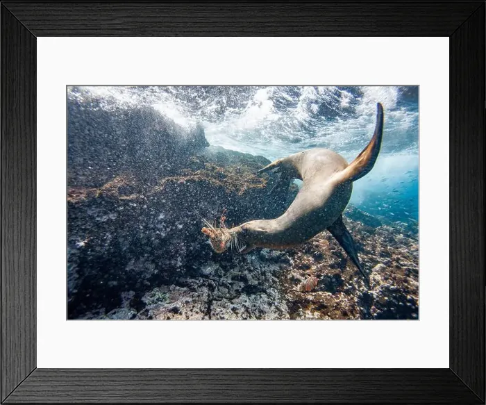 Framed Print : Galapagos sea lion pup (Zalophus wollebaeki) underwater playing with a lobster molt in the Galapagos Islands Framed Print : Galapagos sea lion pup (Zalophus wollebaeki) underwater playing with a lobster molt in the Galapagos Islands