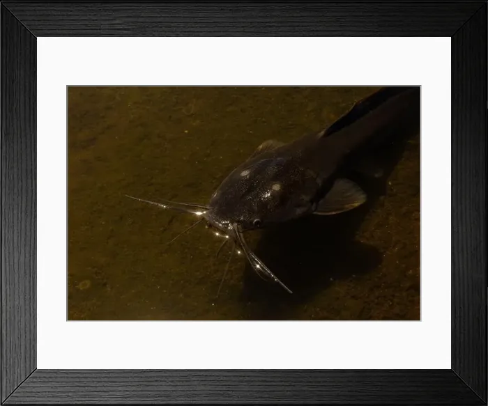 Framed Print : black catfish lies in shallow water, in a river in Thailand. Fish photo
