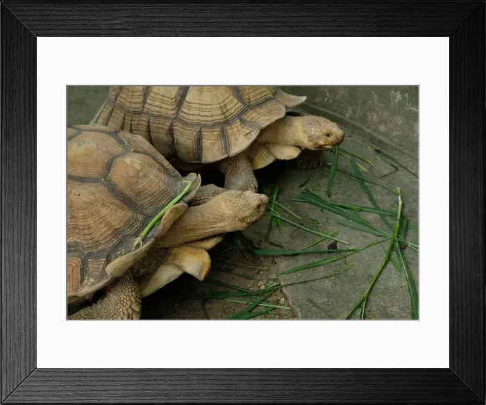 Framed Print : Turtles and daily activities Framed Print : Turtles and daily activities