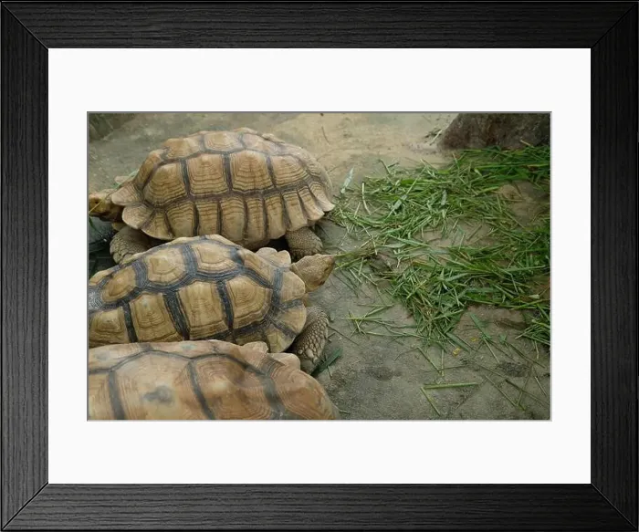 Framed Print : Turtles and daily activities Framed Print : Turtles and daily activities