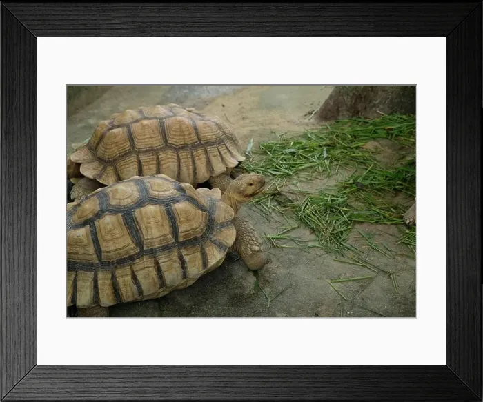 Framed Print : Turtles and daily activities Framed Print : Turtles and daily activities
