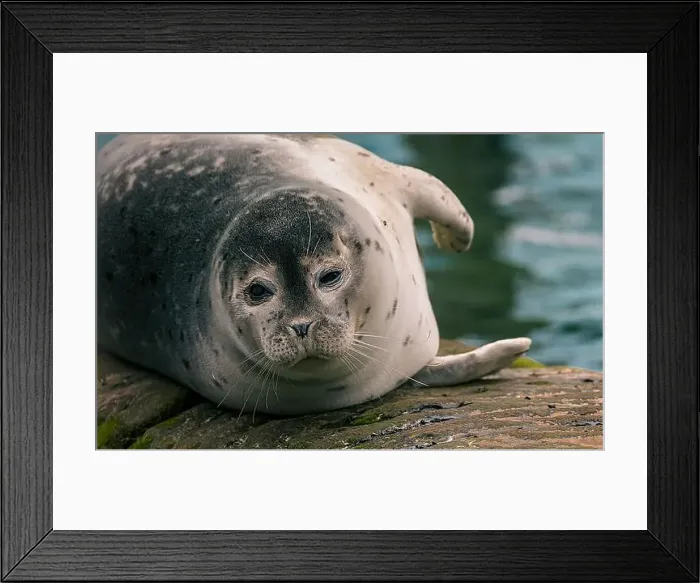 Framed Print : Just a chubby seal taking a break and contemplating life by the water. ðŸ¦ðŸ’¦ Framed Print : Just a chubby seal taking a break and contemplating life by the water. ðŸ¦ðŸ’¦