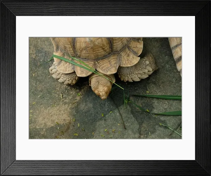 Framed Print : Turtles and daily activities Framed Print : Turtles and daily activities