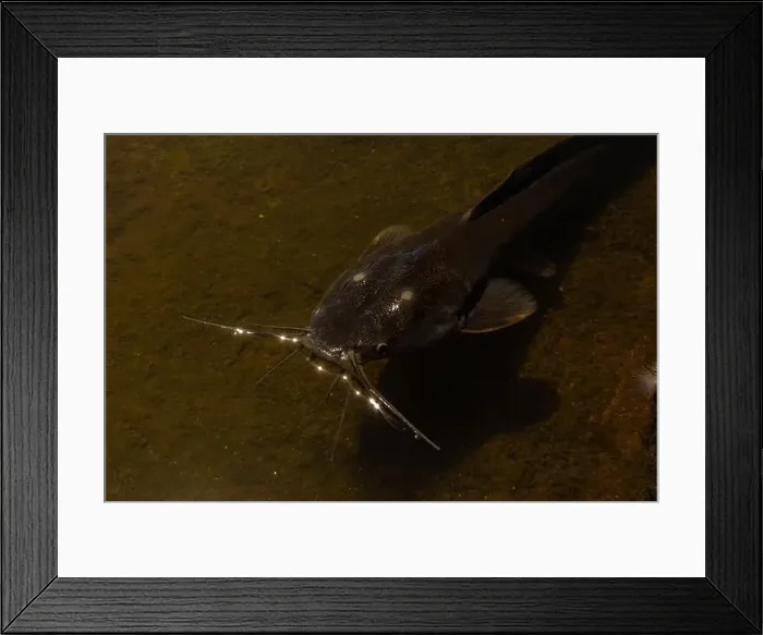 Framed Print : black catfish lies in shallow water, in a river in Thailand. Fish photo