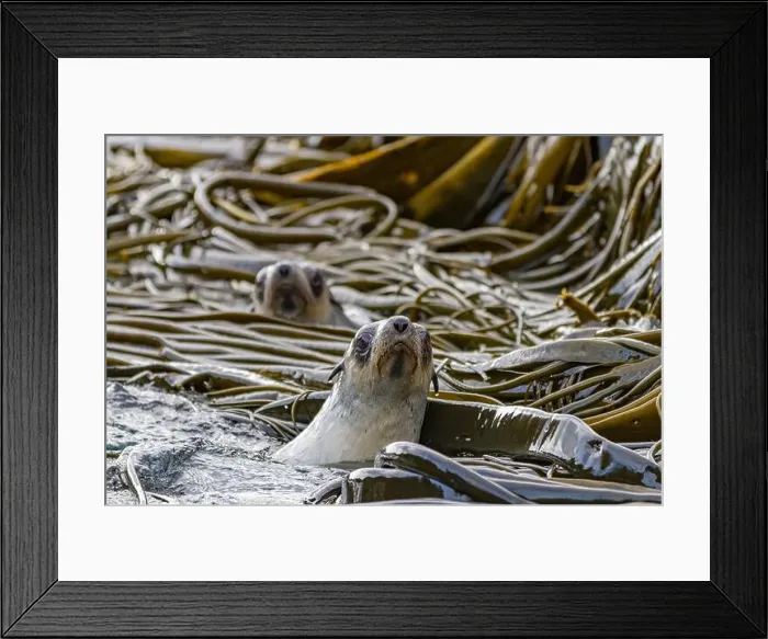 Framed Print : Antarctic fur seal pups (Arctocephalus gazella) Framed Print : Antarctic fur seal pups (Arctocephalus gazella)