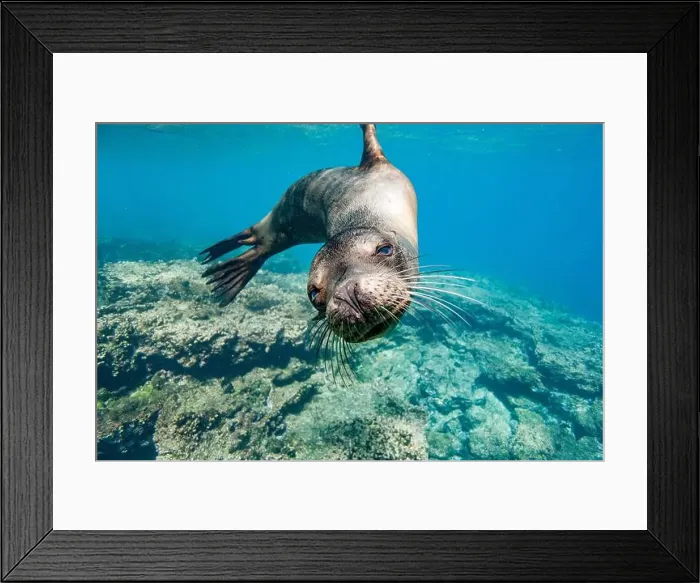 Framed Print : Young Galapagos sea lion (Zalophus wollebaeki) at play underwater in the Galapagos Island Archipelago Framed Print : Young Galapagos sea lion (Zalophus wollebaeki) at play underwater in the Galapagos Island Archipelago