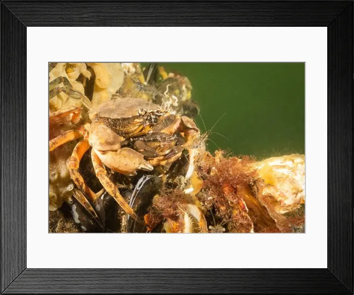 Framed Print : A pair of cold salt water Zeeland crabs and shrimp on mussel shells in Dutch Netherlands scuba dive site Framed Print : A pair of cold salt water Zeeland crabs and shrimp on mussel shells in Dutch Netherlands scuba dive site