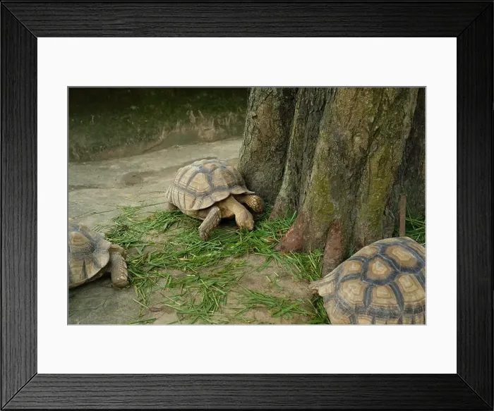 Framed Print : Turtles and daily activities Framed Print : Turtles and daily activities
