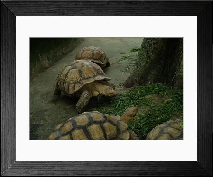 Framed Print : Turtles and daily activities Framed Print : Turtles and daily activities