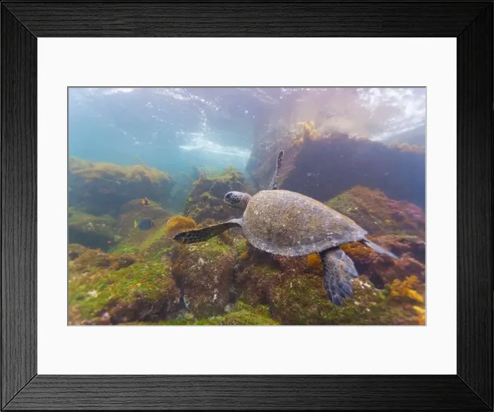 Framed Print : Adult green sea turtle (Chelonia mydas agassizii) underwater in the Galapagos Island Archipelago Framed Print : Adult green sea turtle (Chelonia mydas agassizii) underwater in the Galapagos Island Archipelago