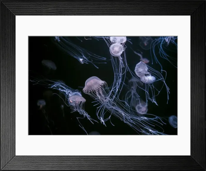 Framed Print : Group of Atlantic sea nettle, Chrysaora quinquecirrha Framed Print : Group of Atlantic sea nettle, Chrysaora quinquecirrha