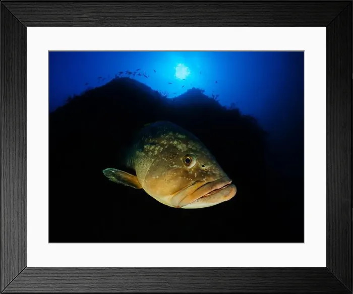 Framed Print : Close-up Dusky Grouper Epinephelous marginatus in Mediterranean sea in Medes Islands on blue background looking Framed Print : Close-up Dusky Grouper Epinephelous marginatus in Mediterranean sea in Medes Islands on blue background looking