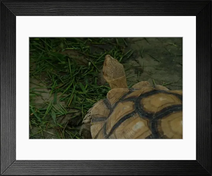 Framed Print : Turtles and daily activities Framed Print : Turtles and daily activities