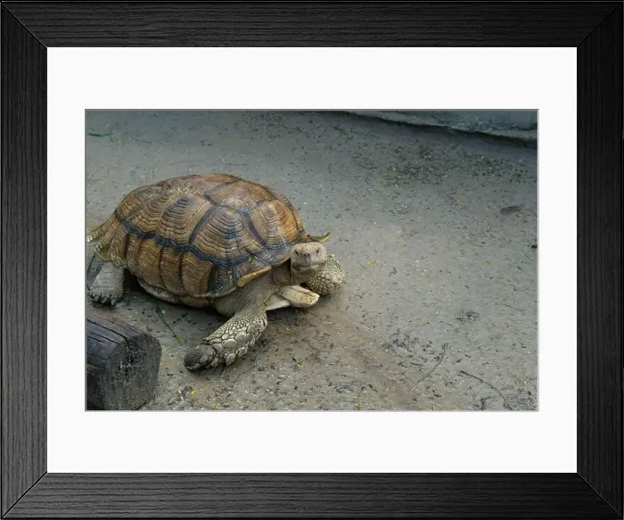 Framed Print : Turtles and daily activities Framed Print : Turtles and daily activities