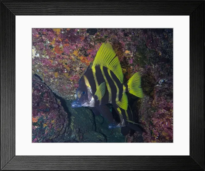 Framed Print : Close up of Evistias acutirostris (aka sharpnose weed whiting or Pompano) Framed Print : Close up of Evistias acutirostris (aka sharpnose weed whiting or Pompano)