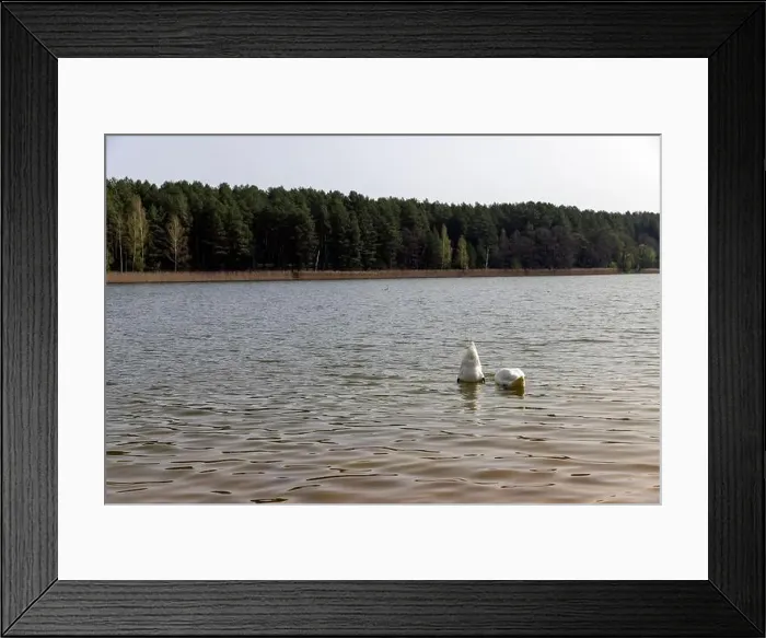 Framed Print : swans feed in the lake in the spring, a pair of white swans look for food underwater in the lake Framed Print : swans feed in the lake in the spring, a pair of white swans look for food underwater in the lake