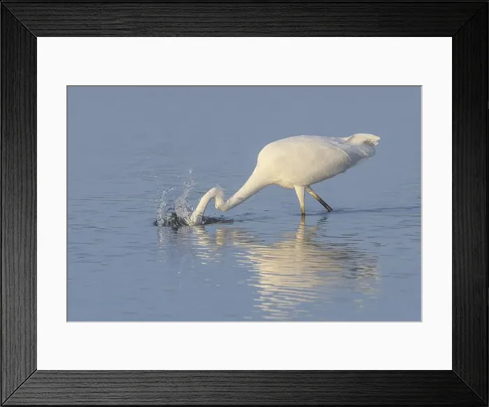 Framed Print : Great Egret (Ardea alba) fishing Framed Print : Great Egret (Ardea alba) fishing