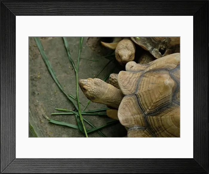 Framed Print : Turtles and daily activities Framed Print : Turtles and daily activities