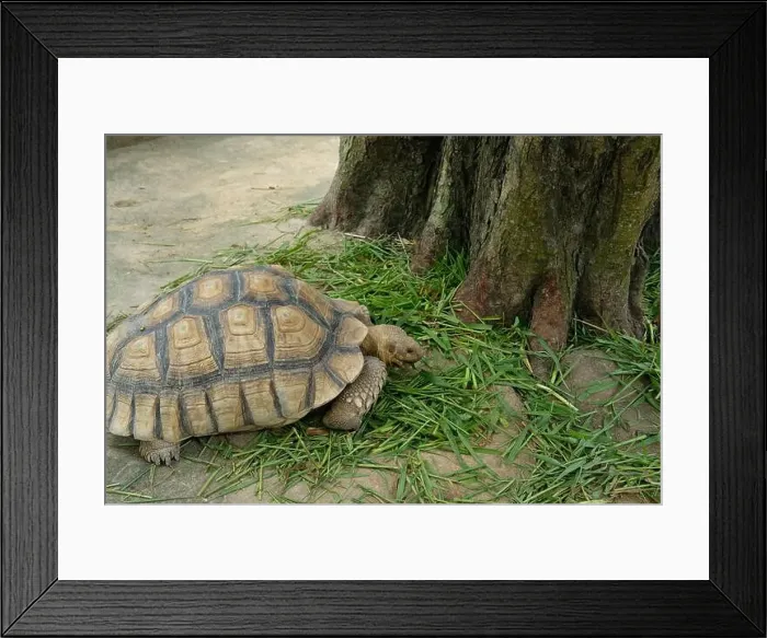 Framed Print : Turtles and daily activities Framed Print : Turtles and daily activities