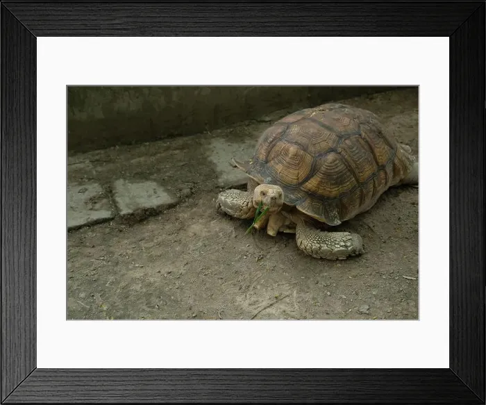 Framed Print : Turtles and daily activities Framed Print : Turtles and daily activities