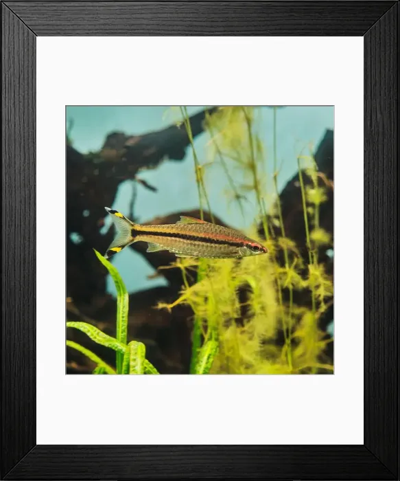Framed Print : Close-up portrait of Barbus denisoni Framed Print : Close-up portrait of Barbus denisoni