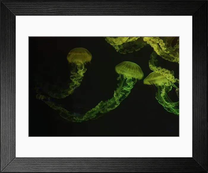 Framed Print : Group of Jellifish South american sea nettle Framed Print : Group of Jellifish South american sea nettle
