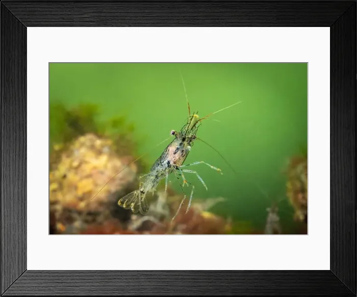 Framed Print : Cold salt water zeeland macro shrimp swimming in Dutch Netherlands scuba dive site Framed Print : Cold salt water zeeland macro shrimp swimming in Dutch Netherlands scuba dive site