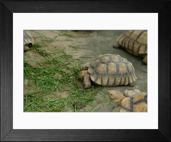 Framed Print : Turtles and daily activities Framed Print : Turtles and daily activities