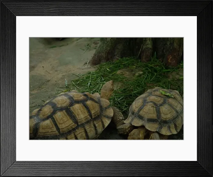 Framed Print : Turtles and daily activities Framed Print : Turtles and daily activities