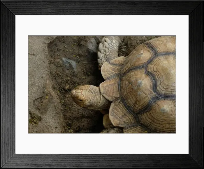 Framed Print : Turtles and daily activities Framed Print : Turtles and daily activities
