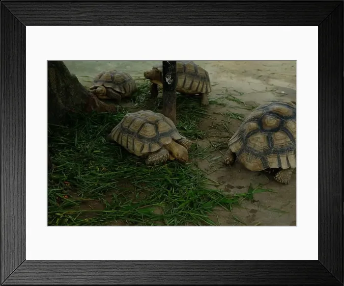 Framed Print : Turtles and daily activities Framed Print : Turtles and daily activities