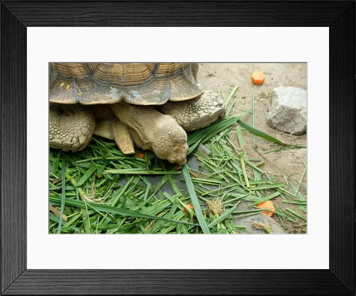 Framed Print : Turtles and daily activities Framed Print : Turtles and daily activities