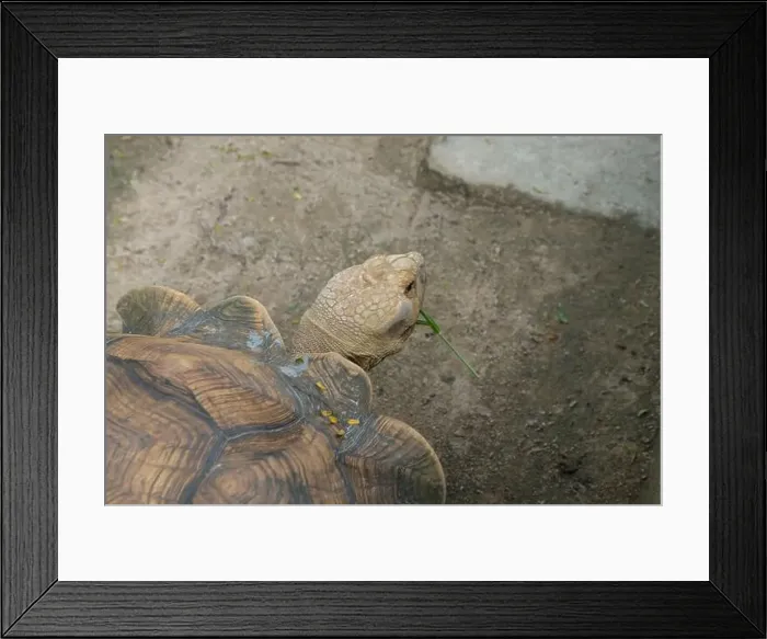 Framed Print : Turtles and daily activities Framed Print : Turtles and daily activities
