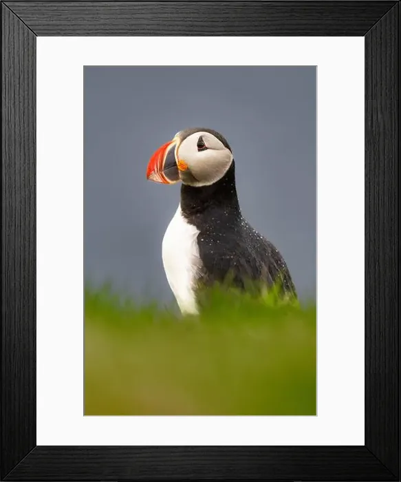 Framed Print : An Atlantic Puffin (Fratercula arctica), on a cliff edge in Westman Islands, Iceland, Polar Regions Framed Print : An Atlantic Puffin (Fratercula arctica), on a cliff edge in Westman Islands, Iceland, Polar Regions