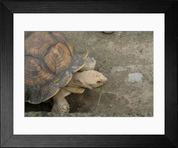 Framed Print : Turtles and daily activities Framed Print : Turtles and daily activities
