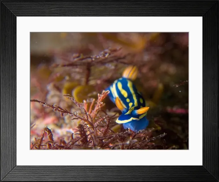 Framed Print : Hypselodoris festiva Framed Print : Hypselodoris festiva
