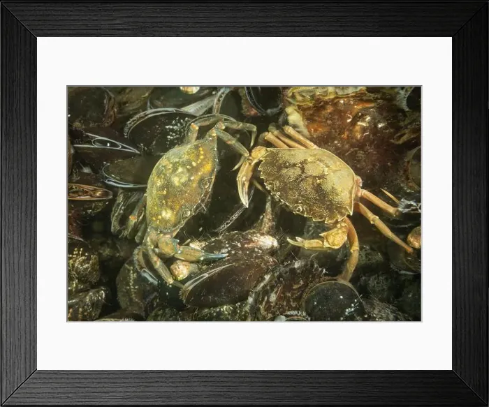 Framed Print : A pair of cold salt water zeeland crabs on many mussel shells in Dutch Netherlands scuba dive site Framed Print : A pair of cold salt water zeeland crabs on many mussel shells in Dutch Netherlands scuba dive site