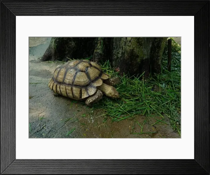 Framed Print : Turtles and daily activities Framed Print : Turtles and daily activities