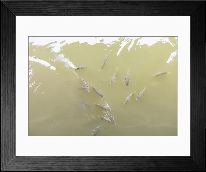 Framed Print : Archer fish or Blowpipe fish Framed Print : Archer fish or Blowpipe fish
