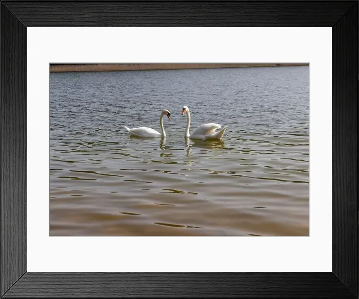 Framed Print : swans feed in the river, a pair of white swans look for food underwater Framed Print : swans feed in the river, a pair of white swans look for food underwater