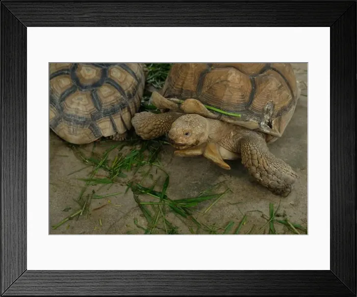 Framed Print : Turtles and daily activities Framed Print : Turtles and daily activities