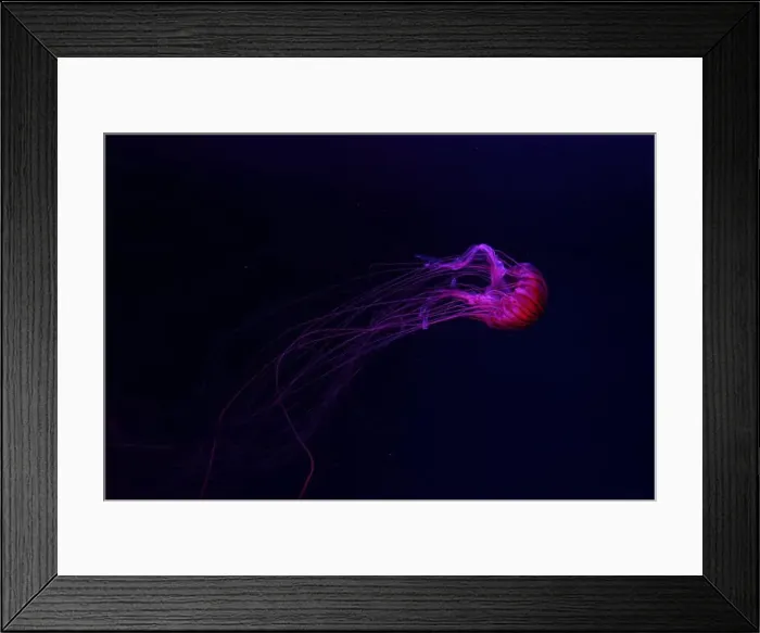 Framed Print : Fluorescent jellyfish swimming underwater aquarium pool with red neon light Framed Print : Fluorescent jellyfish swimming underwater aquarium pool with red neon light