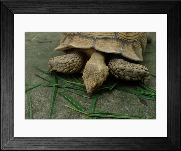 Framed Print : Turtles and daily activities Framed Print : Turtles and daily activities