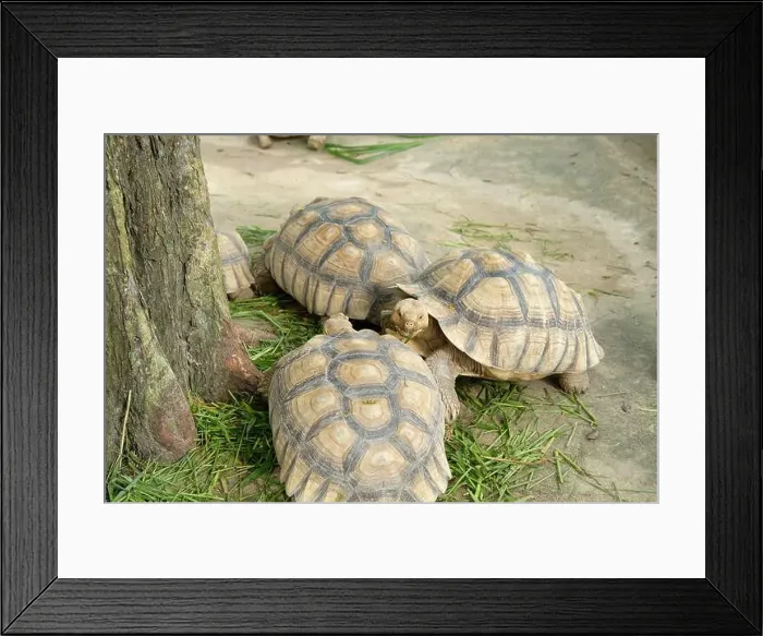 Framed Print : Turtles and daily activities Framed Print : Turtles and daily activities